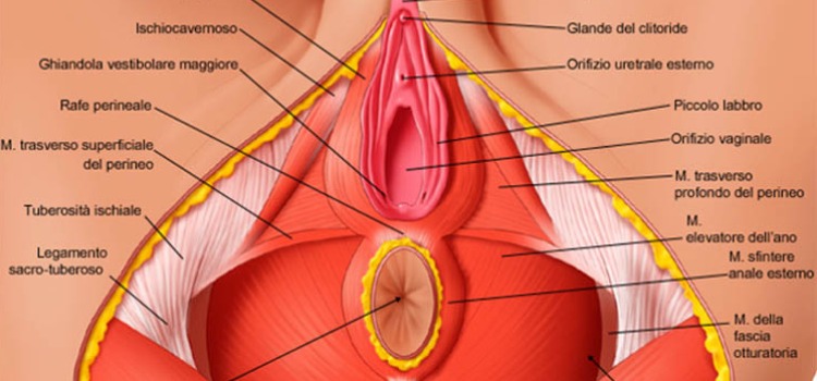 perineo anatomia gravidanza e menopausa