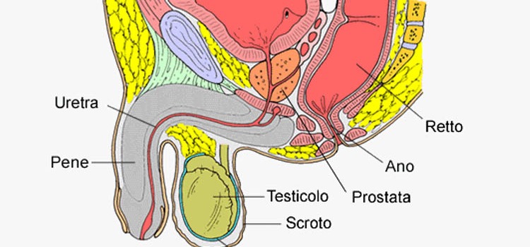 perineo maschile anatomia esercizi