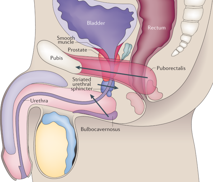 Anatomia del pavimento pelvico post prostatectomia
