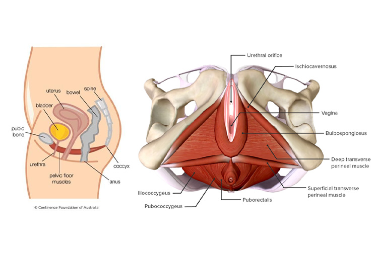 Sex toys e salute del pavimento pelvico