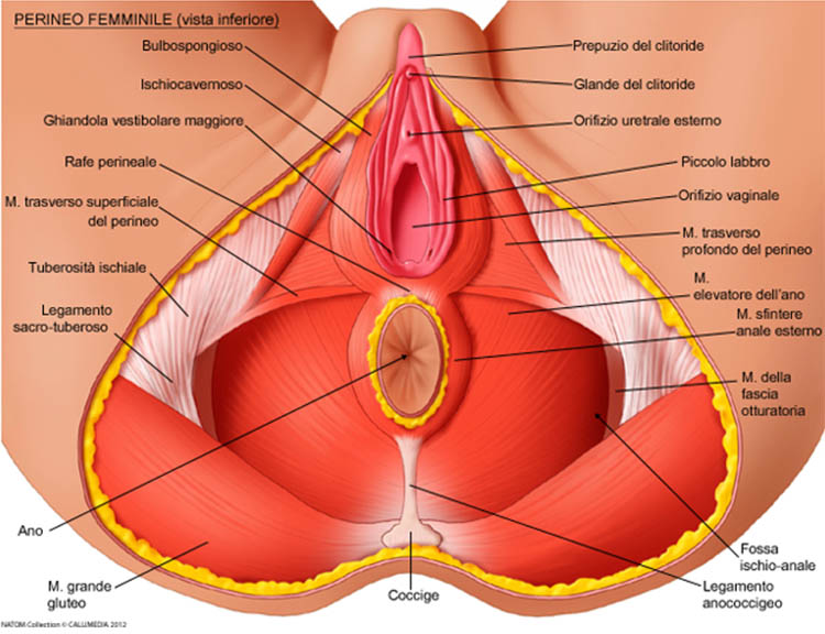 Come è fatto il pavimento pelvico