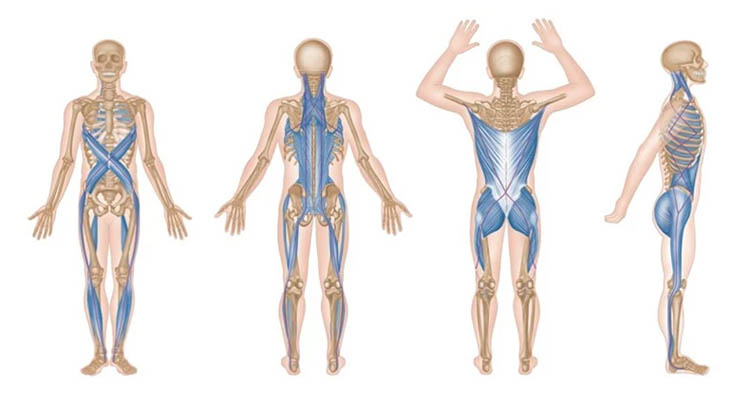 Connessioni corporee tra muscoli e fascia