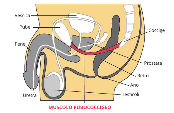 Esercizi kegel per allenare il perineo