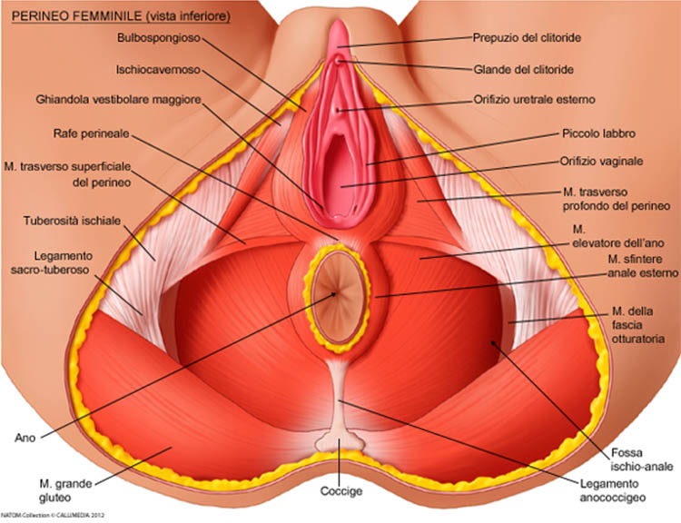 Riabilitazione del perineo (pavimento pelvico)
