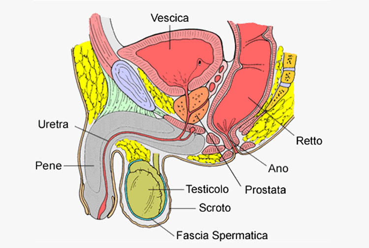 Anatomia perineo maschile
