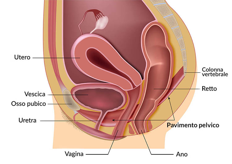 Prolasso uterino, rettale e della vescica